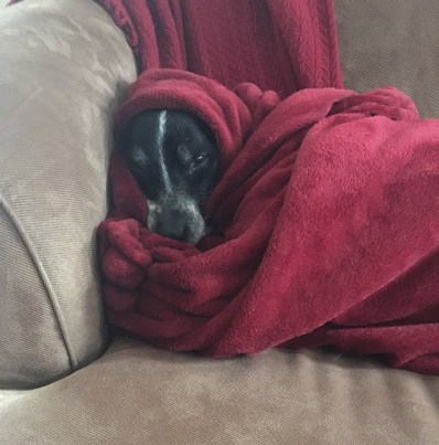 ace-in-blanket.jpeg