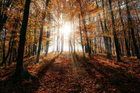 brown leaf trees on forest