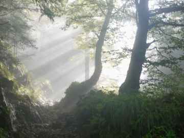 branch dawn environment fall