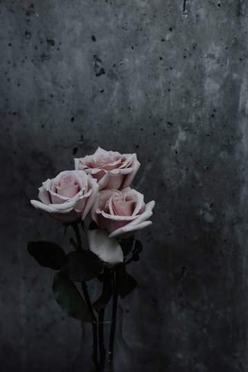 priscilla-du-preez-1357655-unsplash pink rose