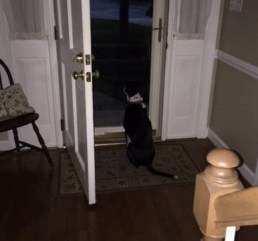 Ace at door