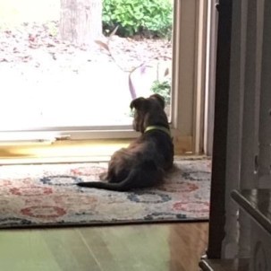 boone at door
