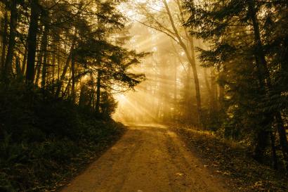 patrick-fore-74TufExdP3Y-unsplash sunlit path