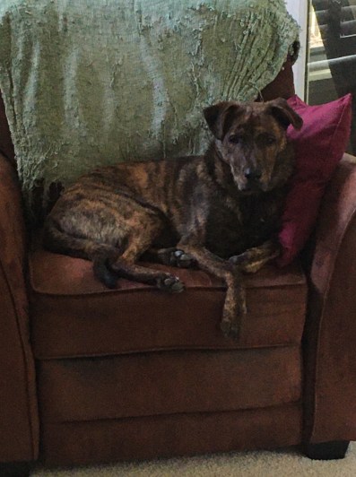 Boone in chair