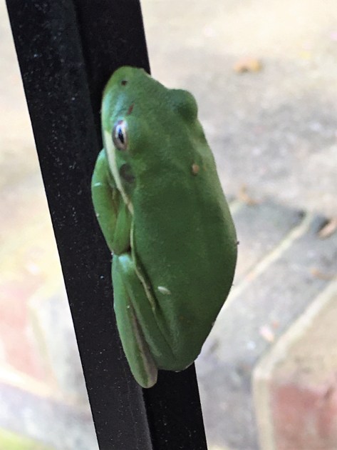 Tree frog